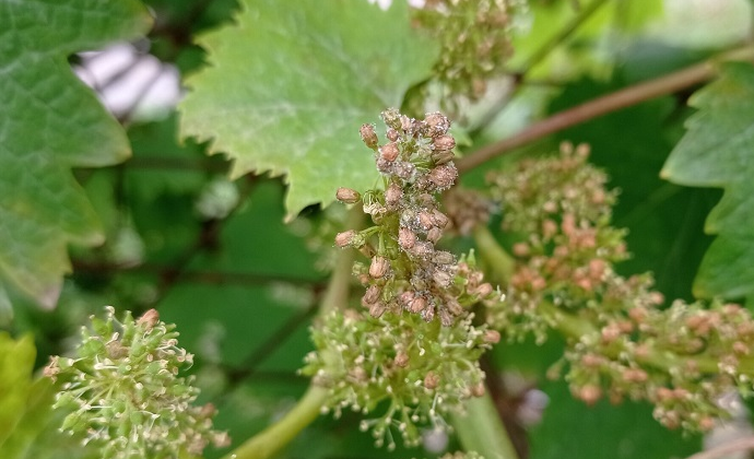 uve attaccate dalla peronospora