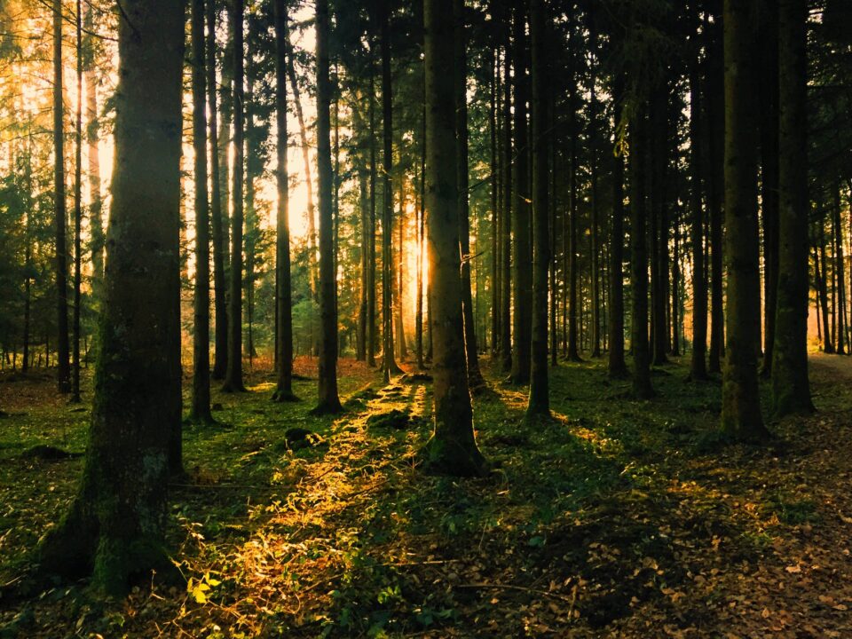 landscape photography of green leaf trees