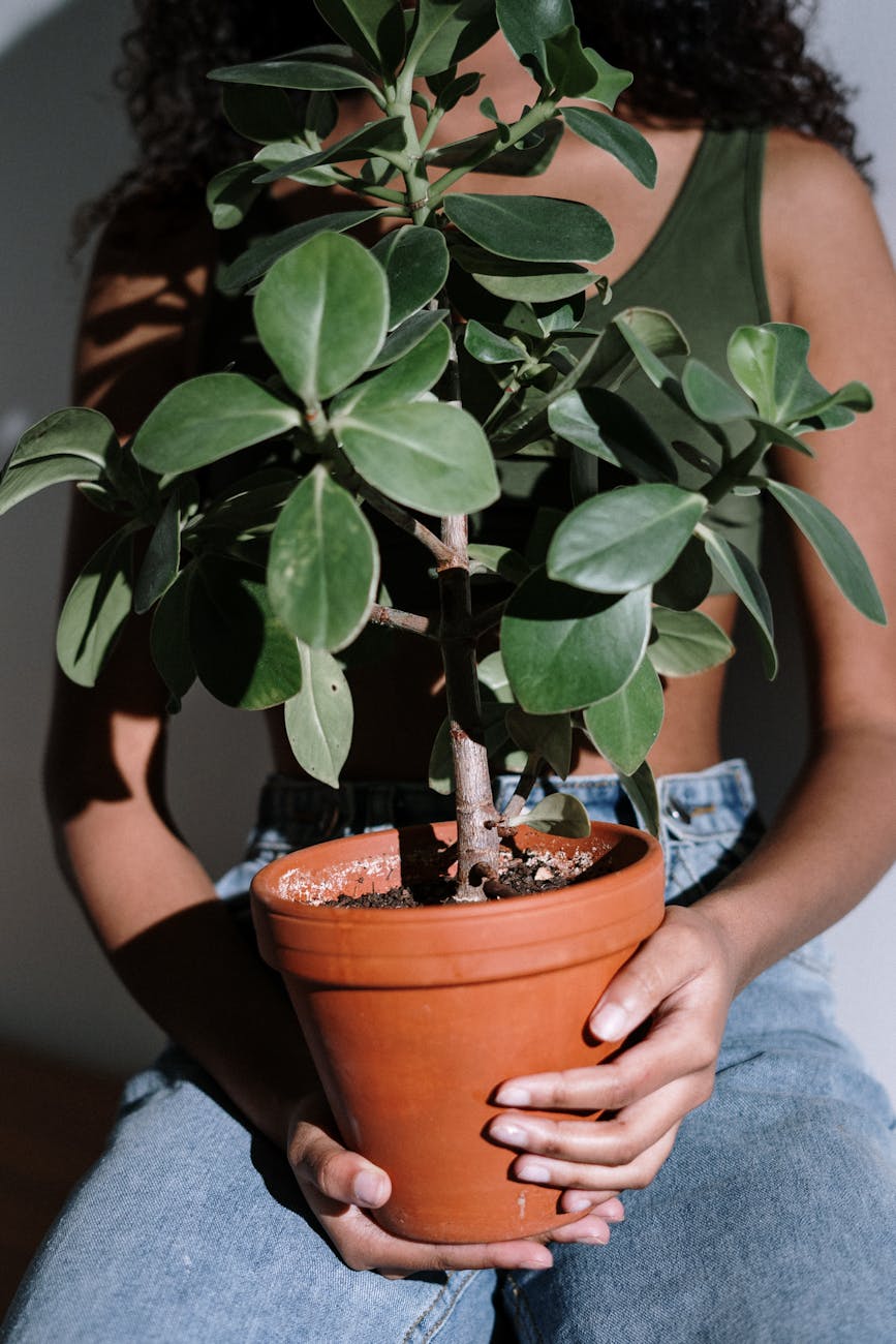 hands woman sitting plant