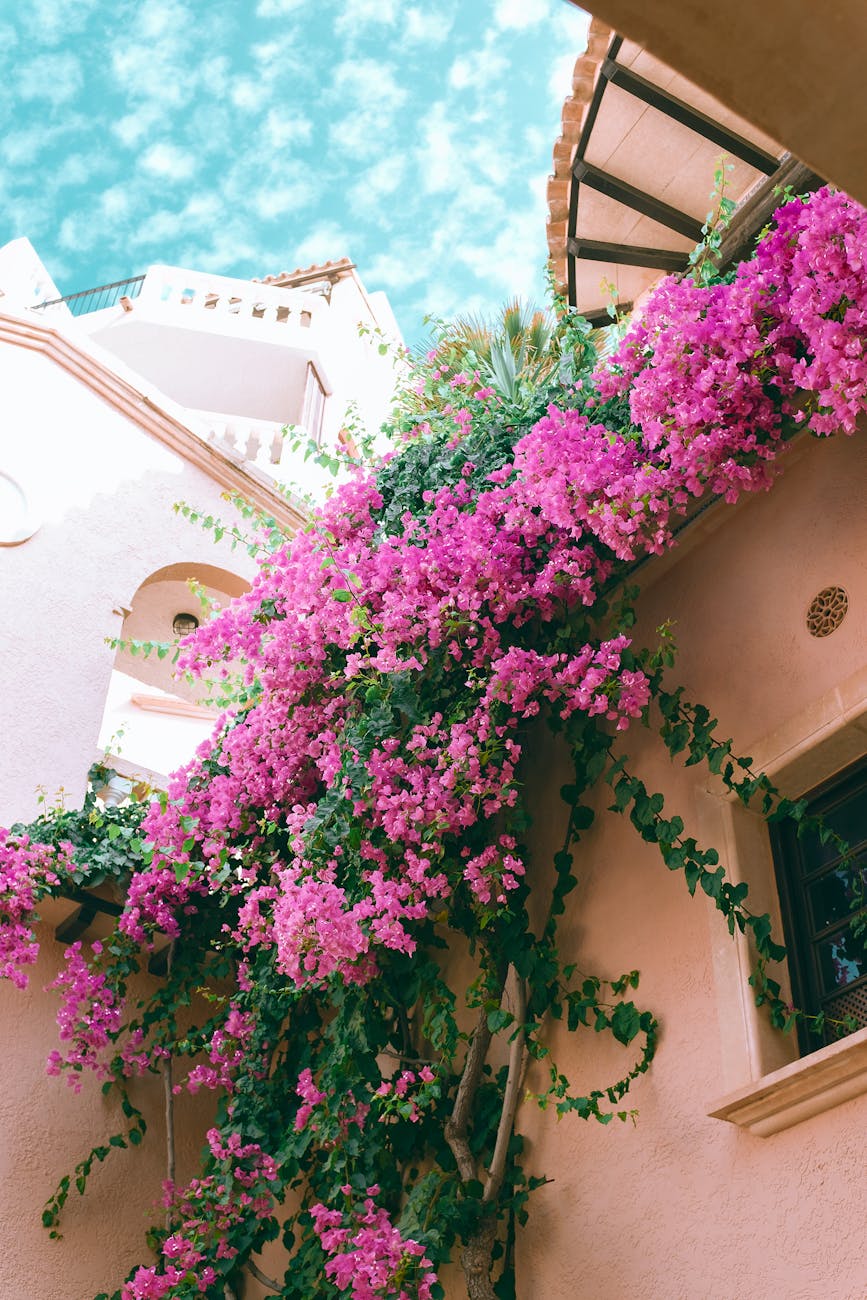 facade of residential house decorated with blooming bougainvillea spectabilis plants