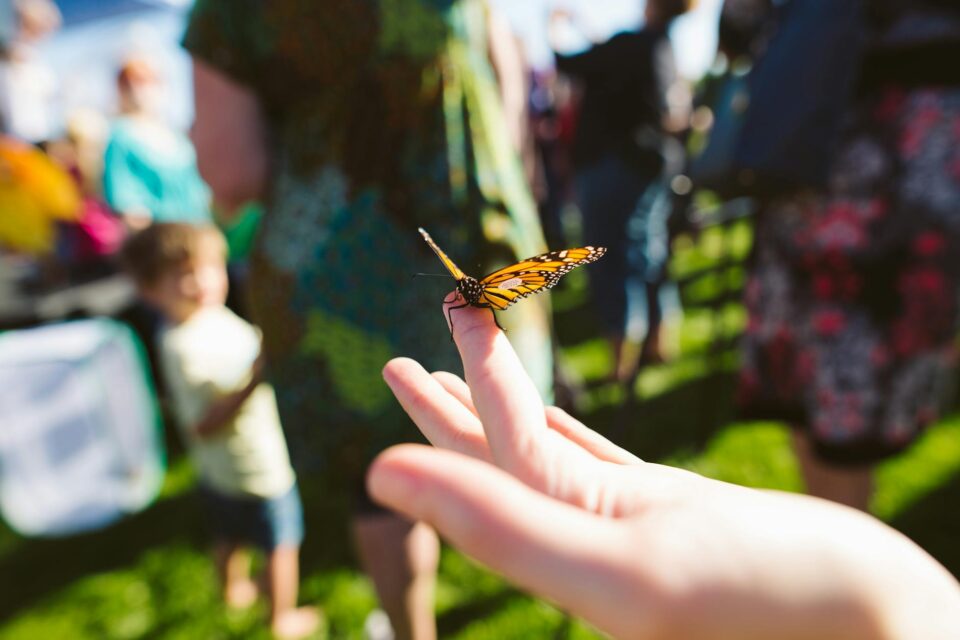 selective focus photography of a butterfly perching on human finger