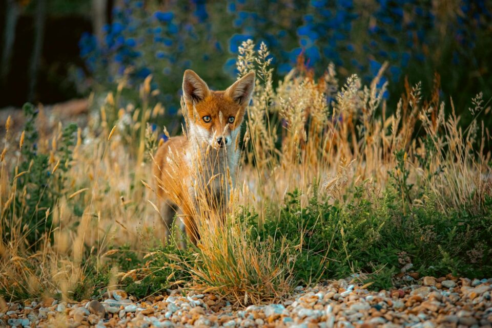 orange fox between tall grass and weeds