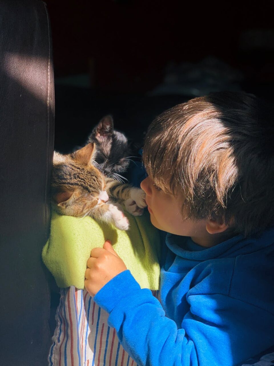 little boy playing with cats