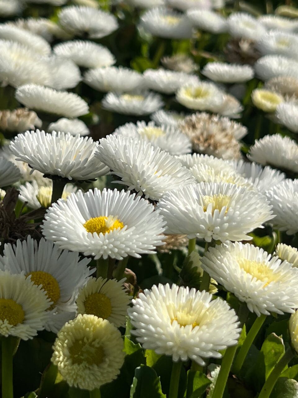 close up of white daisies in bloom outdoors