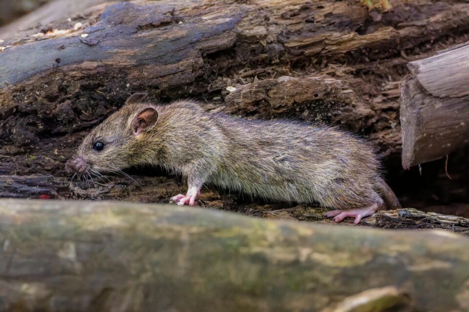 rat in a forest