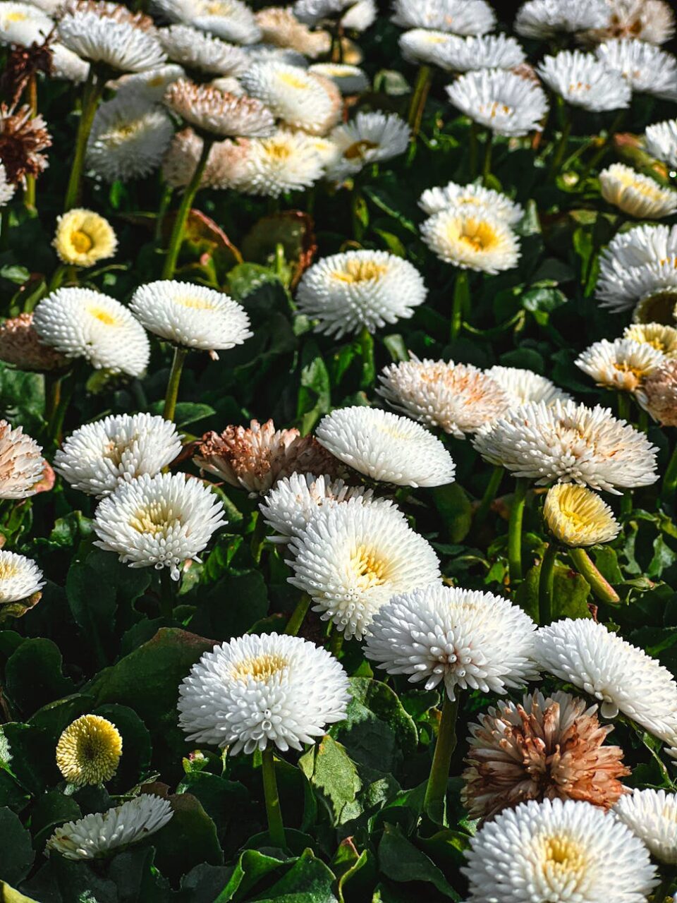 vibrant spring white daisies in full bloom