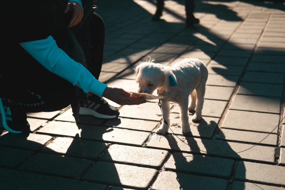 person feeding puppy