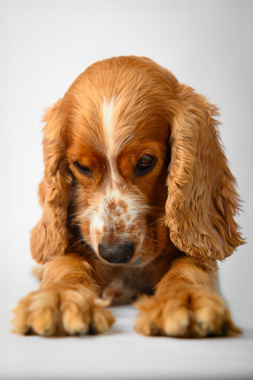 cute cocker spaniel puppy on white background