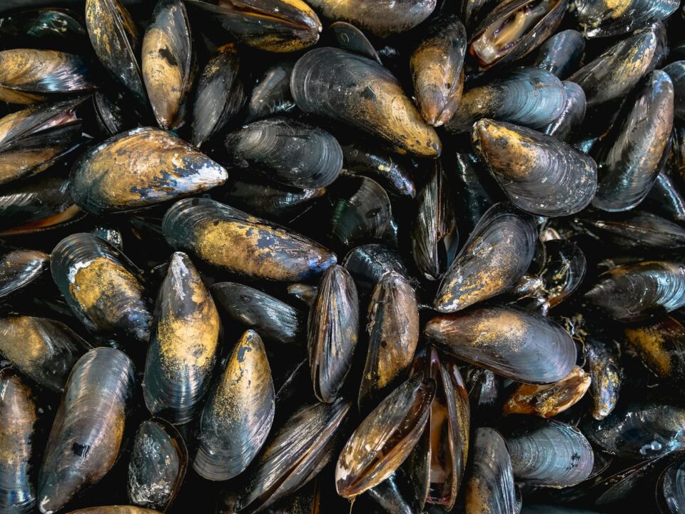 plenty of black and brown mussels