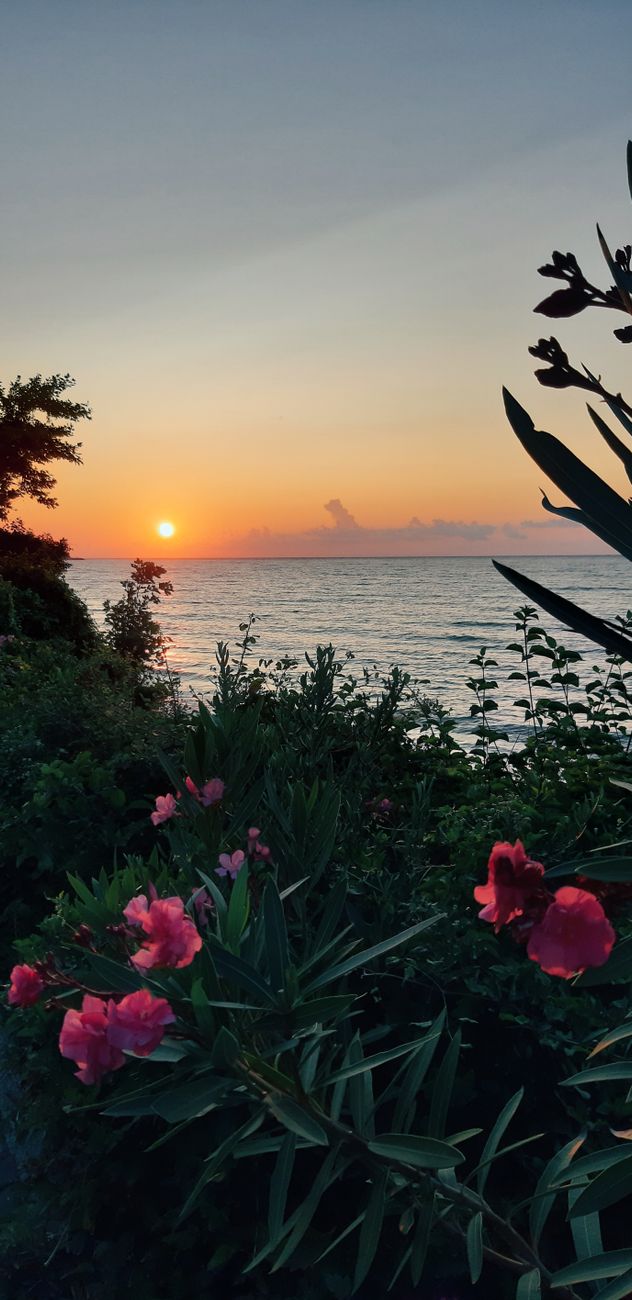 red flowers and green plants in an island